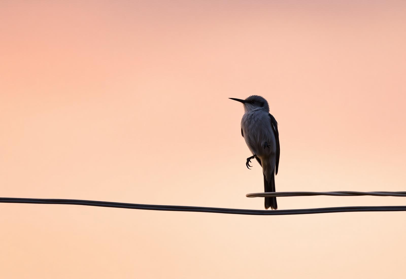 Scissor-tailed Flycatcher, Oklahoma's state bird, perched at dusk